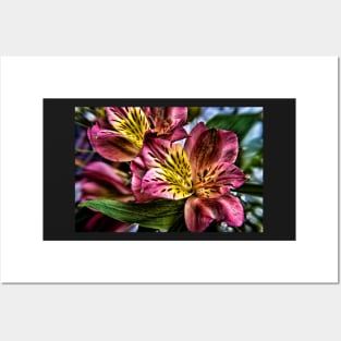 Alstroemeria Peruvian Lily flowers Posters and Art